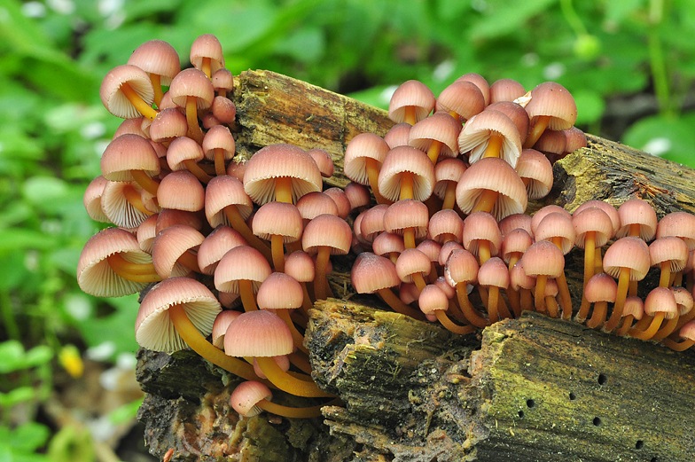 Mycena renati