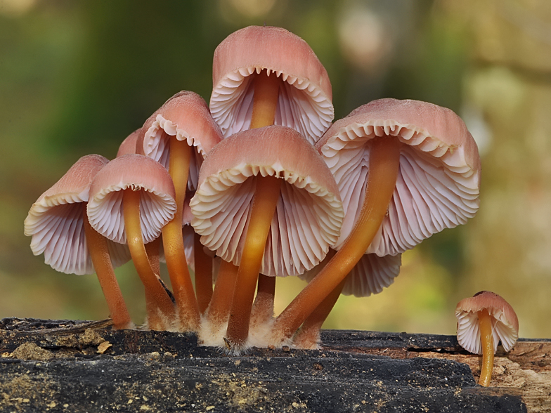 Mycena renati