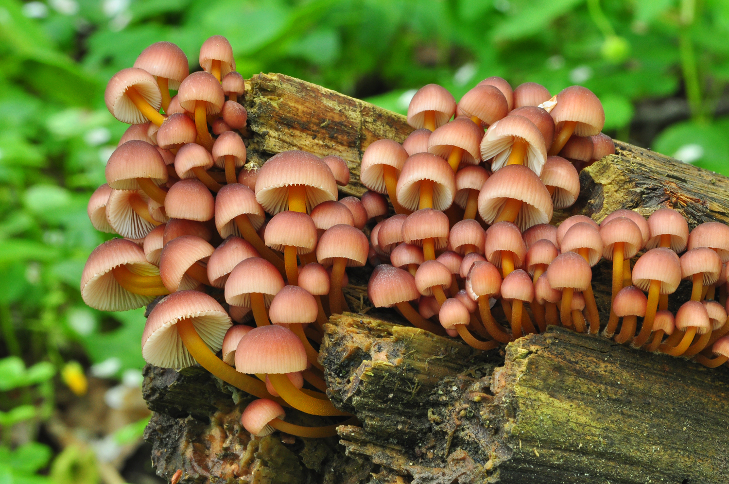 Mycena renati