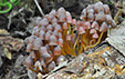 Mycena renati