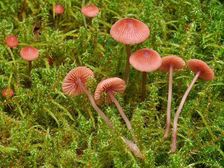 Mycena rosella