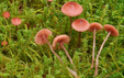 Mycena rosella