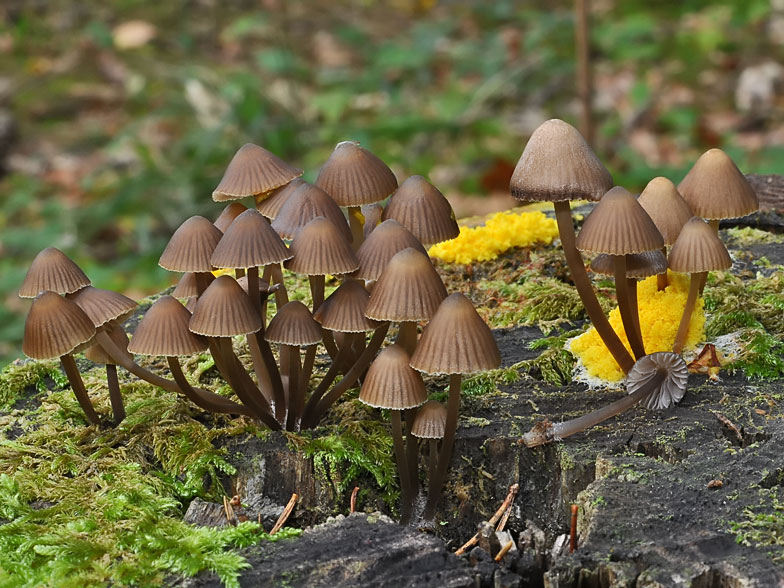 Mycena stipata