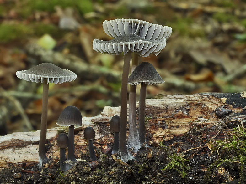 Mycena stipata