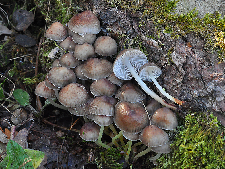 Mycena viscosa