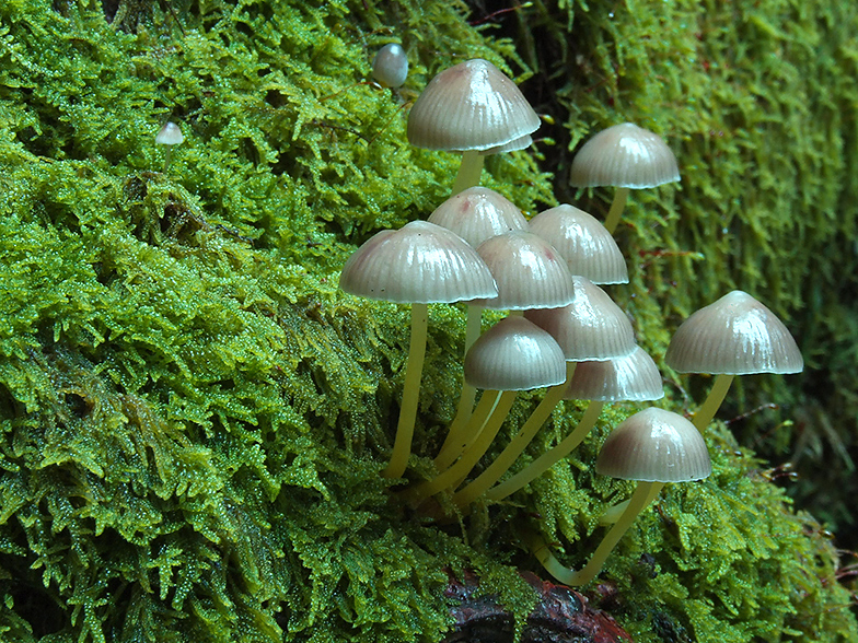 Mycena viscosa