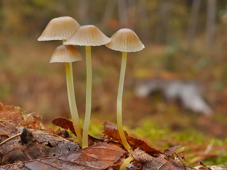 Mycena viscosa