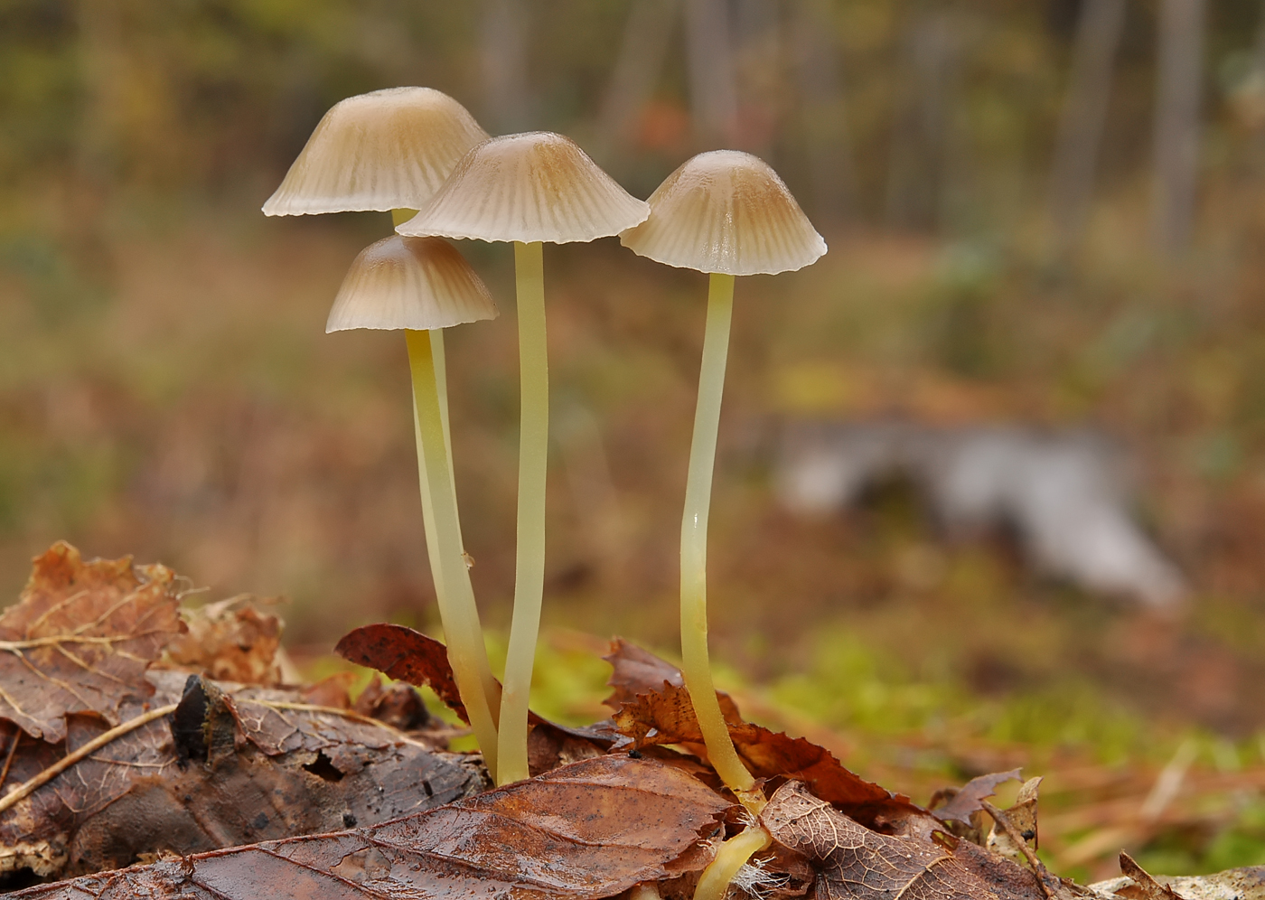 Mycena viscosa