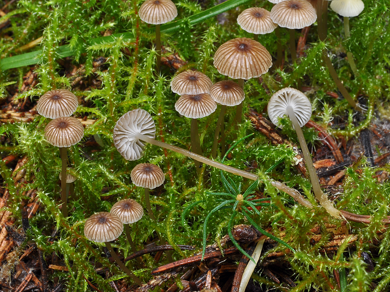 Mycena vulgaris