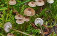 Mycena vulgaris