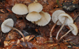 Mycena zephirus