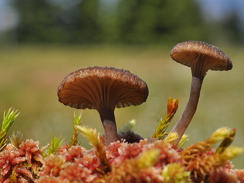 Omphalina sphagnicola