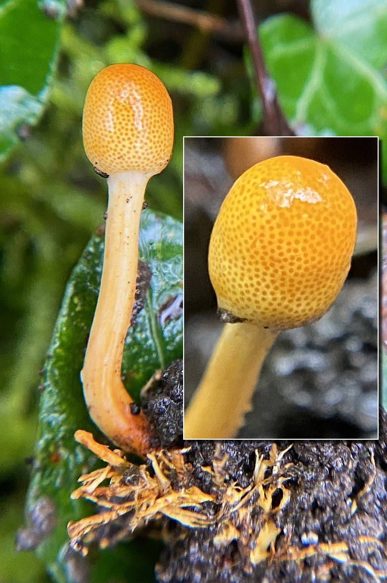 Ophiocordyceps gracilis