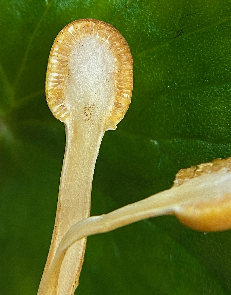 Ophiocordyceps gracilis