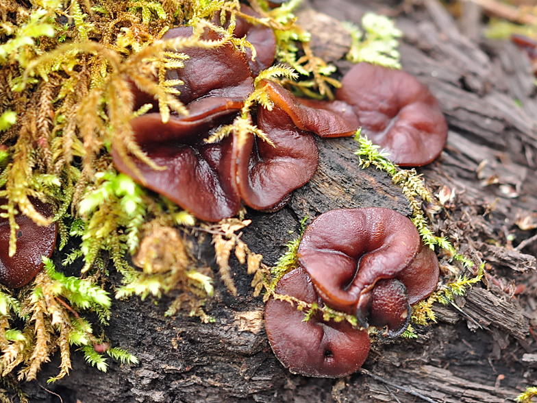 Pachyella aquatilis