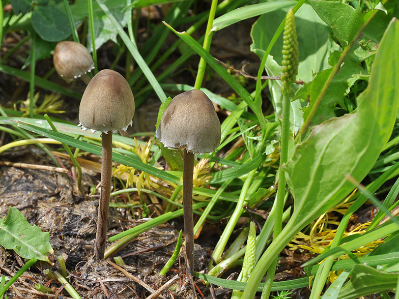 Panaeolus sphinctrinus