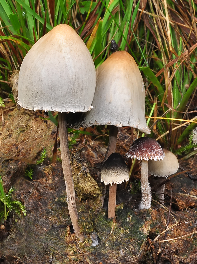 Panaeolus sphinctrinus