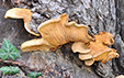 Paxillus_Tapinella_panuoides