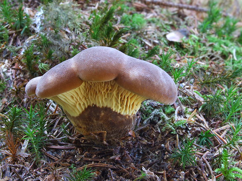 Paxillus atrotomentosus