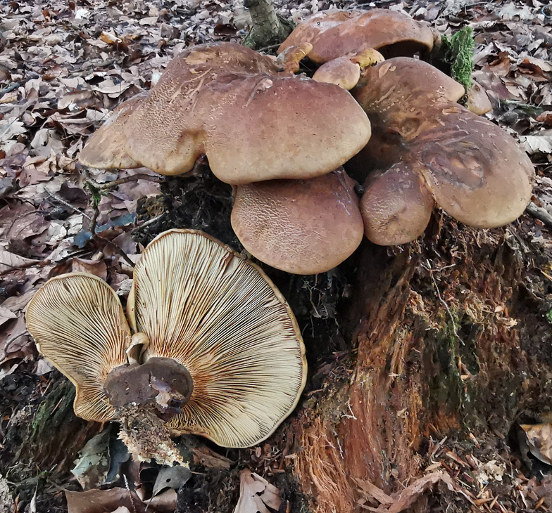 Paxillus atrotomentosus