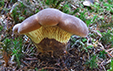 Paxillus atrotomentosus