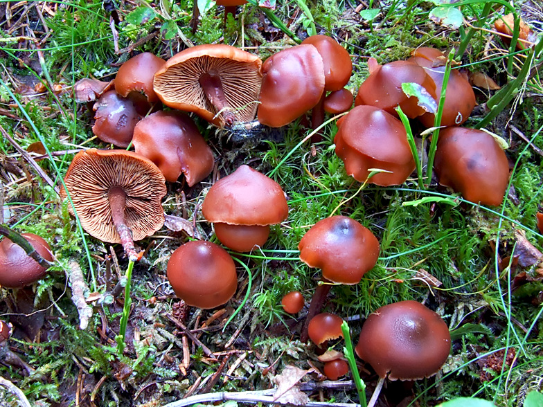 Phaeocollybia jennyae