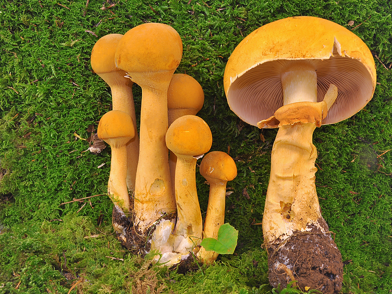 Phaeolepiota aurea