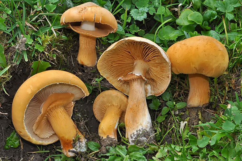 Phaeolepiota aurea