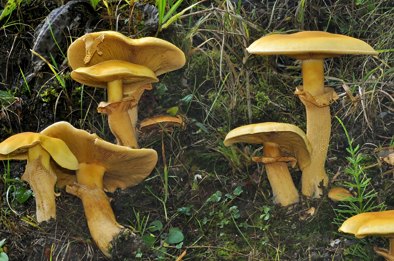 Phaeolepiota aurea