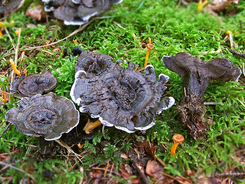 Phellodon niger