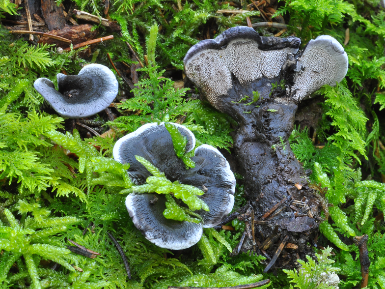 Phellodon niger