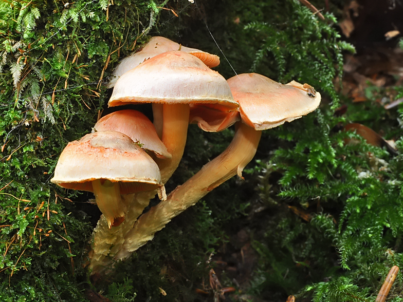 Pholiota astragalina