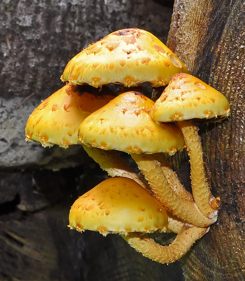 Pholiota cerifera aurivella