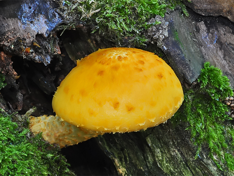 Pholiota cerifera aurivella