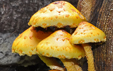 Pholiota cerifera aurivella