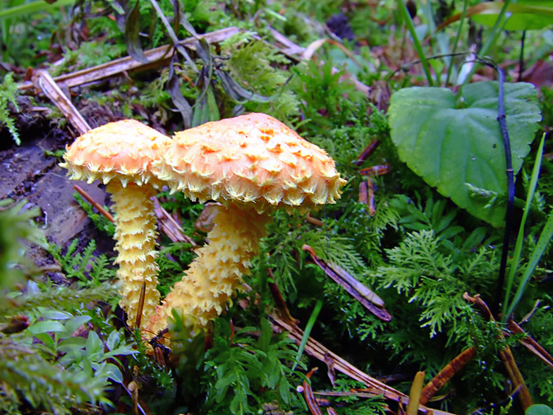 Pholiota flammans