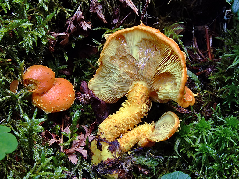 Pholiota flammans