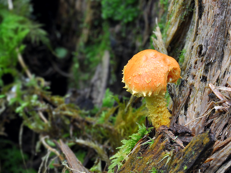 Pholiota flammans