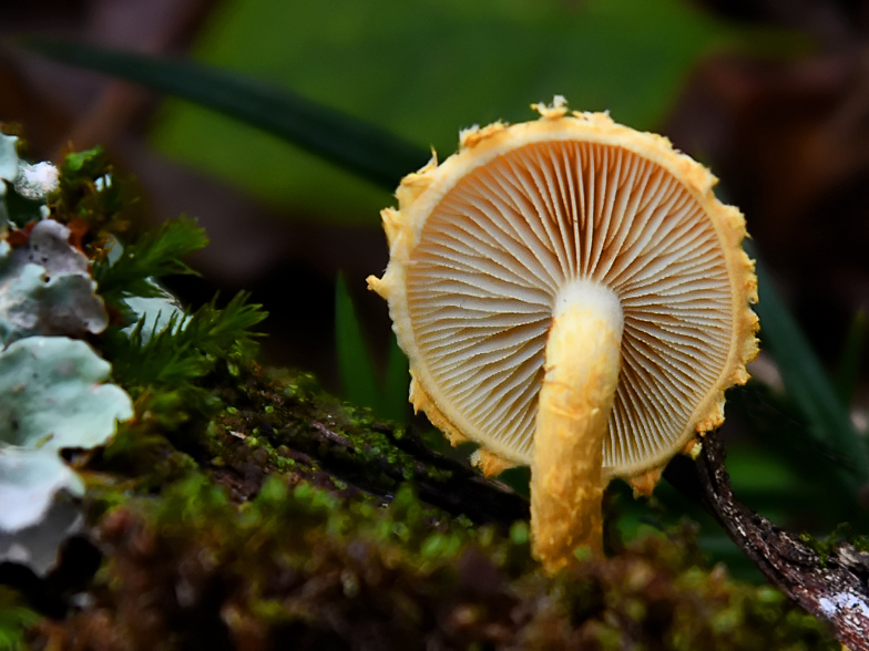 Pholiota flammans