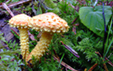 Pholiota flammans