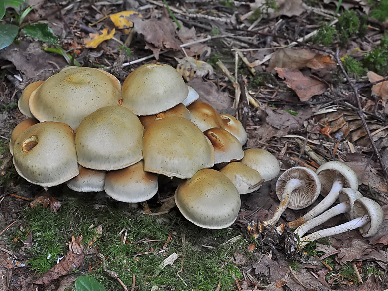 Pholiota gummosa