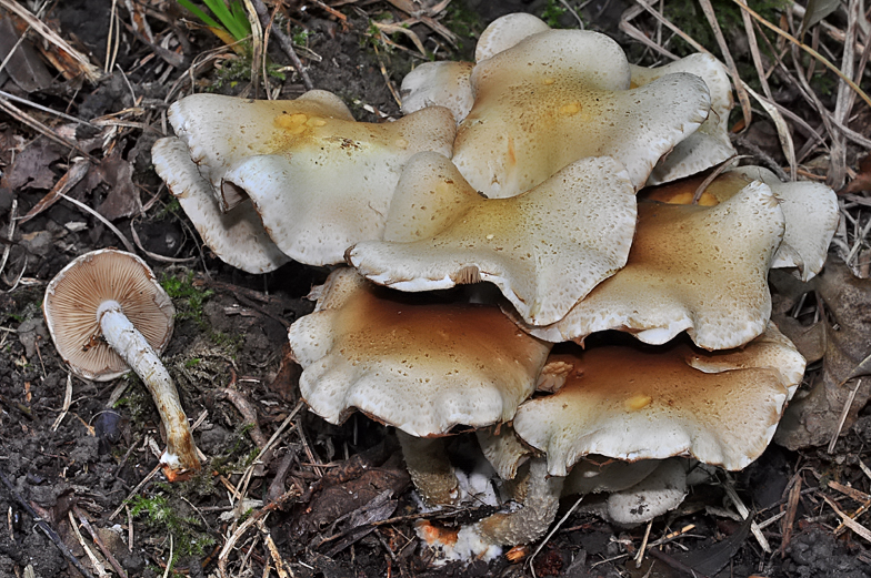 Pholiota gummosa