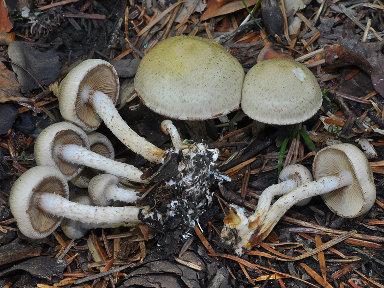 Pholiota gummosa