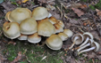 Pholiota gummosa