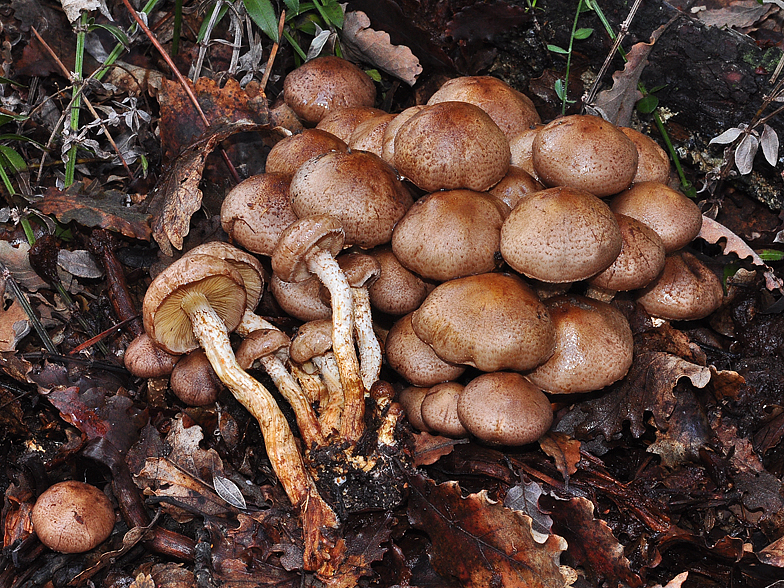 Pholiota gummosa var obscurofusca