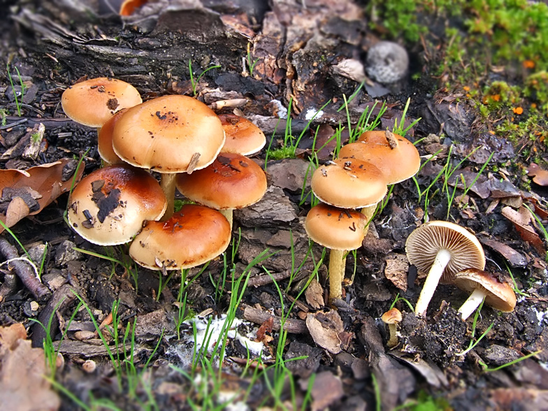 Pholiota highlandensis