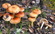 Pholiota highlandensis