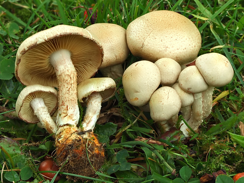 Pholiota lenta