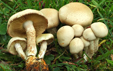 Pholiota lenta