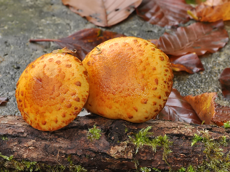 Pholiota lucifera